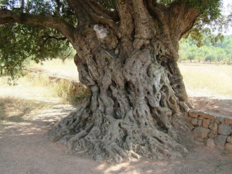 Oldest olive tree (Mais Velho Oliveira) 