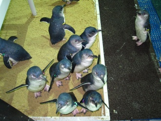 Blue Penguin Colony 