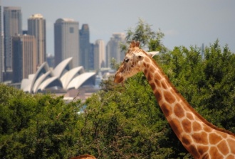 Taronga Zoo